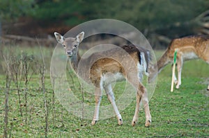 Alert young fallow deer doe