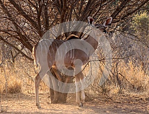 Alert Young Kudu Cow Under Bushveld Tree