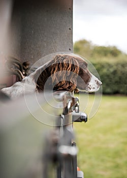 Alert young springer spaniel gun dog looking out back of a classic 4x4 off road farmers utility vehicle ready to go hunting rural