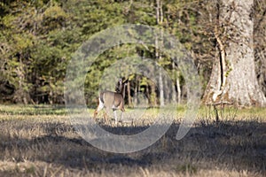 Alert Young White-Tailed Buck