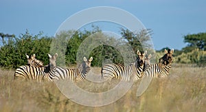 Alert Zebras