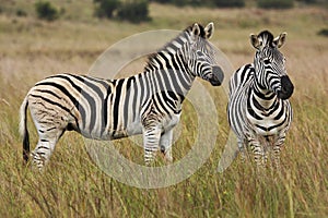 Alert zebras in grassland