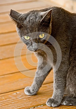 An alerted black cat