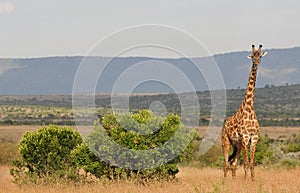 Alerted giraffe - Serengeti (Tanzania, Africa)
