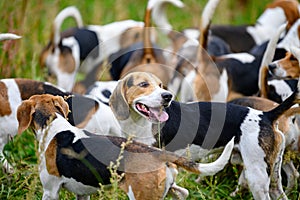 Alertly hunting dogs, hunter hounds, beagle dogs, beagle hounds waiting for hunt