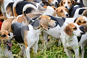 Alertly hunting dogs, hunter hounds, beagle dogs, beagle hounds waiting for hunt