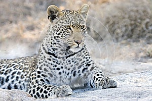 Alertness of a leopard in the Kruger National Park