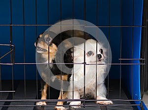 Alertness long-hair chihuahua pet dog in cage