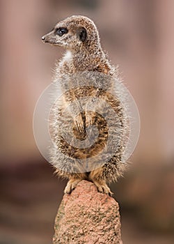 Alertness: watchful meercat on the mound