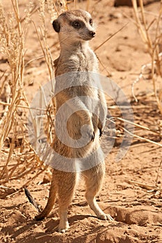 AlertSuricate (Meerkat) in Namibia