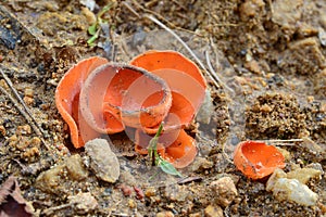 Aleuria aurantia fungus