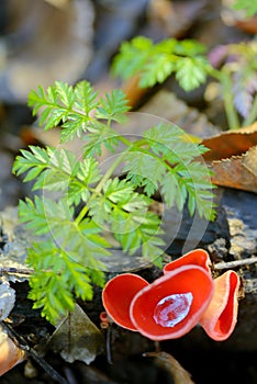 Aleuria aurantia fungus