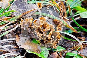 aleuria aurantia fungus, also known as the orange peel mushroom