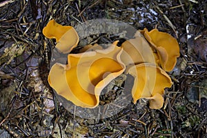 Aleuria aurantia, the Orange Peel Fungus, is initially cup shaped but develops into a contorted bowl, often splitting. photo