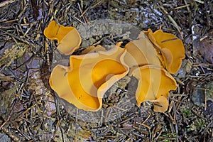 Aleuria aurantia (orange peel fungus) is a widespread ascomycete fungus in the order Pezizales.