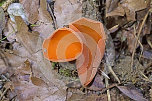 Aleuria aurantia (orange peel fungus) is a widespread ascomycete fungus in the order Pezizales.