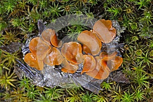 Aleuria aurantia (orange peel fungus) is a widespread ascomycete fungus in the order Pezizales.