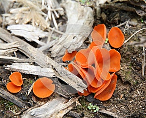 Aleuria aurantia. A small spectacular orange mushroom that I found turns out to be edible.
