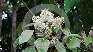 Aleurites moluccanus (candlenut, candleberry, Indian walnut, kemiri). photo