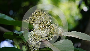 Aleurites moluccanus (candlenut, candleberry, Indian walnut, kemiri). photo