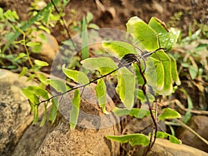 Aleuritopteris leptolepis Plant Growing in a Garden photo