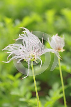 Aleutian avens