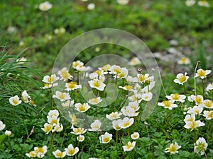 Aleutian avens
