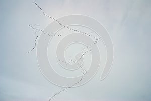 Aleutian Cackling Geese in V Formation