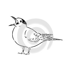 Aleutian Tern. Vector outline icon.