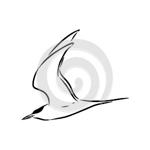 Aleutian Tern. Vector outline icon.