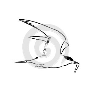 Aleutian Tern. Vector outline icon.