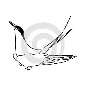 Aleutian Tern. Vector outline icon.