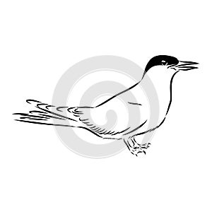 Aleutian Tern. Vector outline icon.