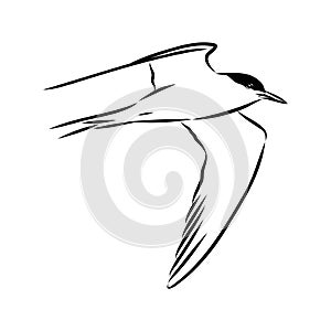 Aleutian Tern. Vector outline icon.