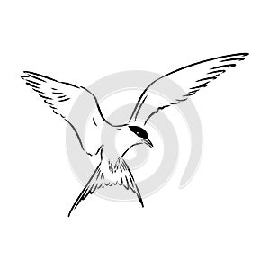 Aleutian Tern. Vector outline icon.