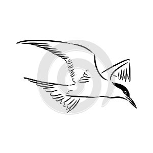 Aleutian Tern. Vector outline icon.
