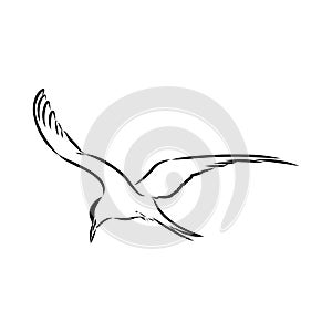 Aleutian Tern. Vector outline icon.