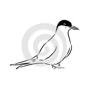 Aleutian Tern. Vector outline icon.