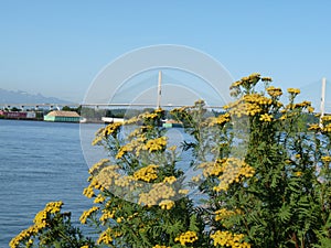 Alex fraser Bridge in surrey bc canada