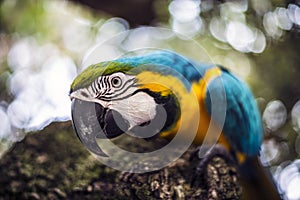 Alex the Macaw