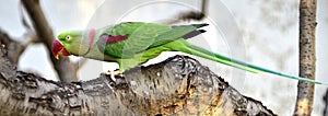 Alexandeine Parakeet