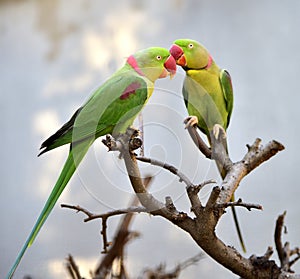 Alexandeine Parakeet