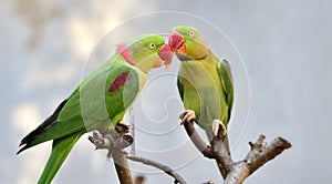 Alexandeine Parakeet