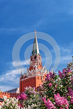 Alexander Garden during the flowering period. Trinity Kremlin tower in lilac colors.