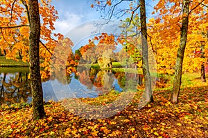 Alexander park in autumn foliage, Pushkin Tsarskoe Selo, St. Petersburg, Russia