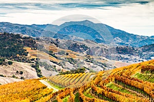 Alexander Valley Autumn