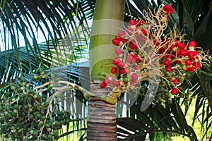 Alexandra palm, or Archontophoenix alexandrae fruits on a tree