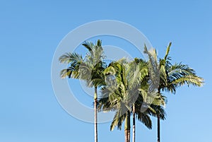 Alexandra palm trees against blue sky