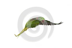 Alexandre Parakeet, psittacula eupatria, Adult in Flight against White Background