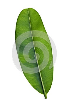 Alexandrian laurel leaf isolated